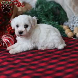 Tinsel, Bichon Frise Puppy